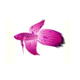 Pink Splotchtail Betta